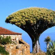 divorcio en Los Realejos